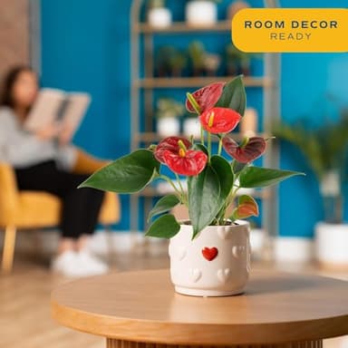 Costa Farms Anthurium Plant, Live Indoor Houseplant with Red Flowers, Easy Grow Flowering House Plant in Cute Décor Pot, Birthday, Housewarming, Get Well Soon, Home, Room, Office Décor, 12-Inches Tall - Image 2