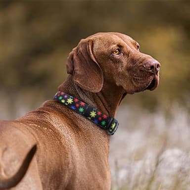 QQPETS Adjustable Soft Dog Collar: Print Flower Pink Multicolor Cute Patterns for XS Small Medium Large Pet Girl Boy Puppy Walking Running Training - Image 2