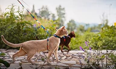 pidan Cat Harness & Leash Set, Cats Escape Proof Adjustable Kitten Harness for Large Small Cats, Lightweight Soft Walking Travel Petsafe Harness Grey,Neck Girth 7.8'' 12.2'', Chest Girth 10.2'' 16.9'' - Image 8