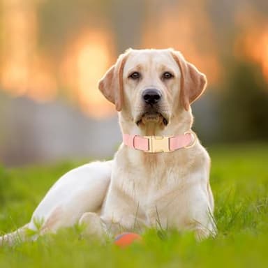 Didog Soft PU Leather Dog Collar, Cute Dog Collars for Small Dogs, Pink Dog Collar for Girl Dogs, Classic and Adjustable Small Dog Collar with Quick Release Metal Buckle, Pink,S - Image 6