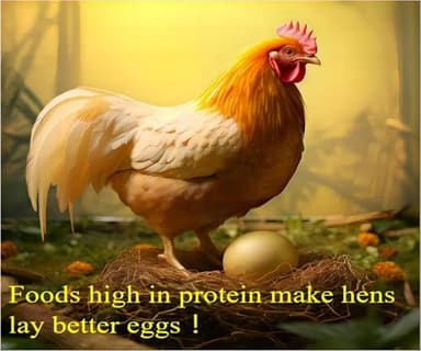 Classic Flock 5lb Dried mealworms - High Protein, Pure Natural, Delicious - Ideal for Chickens, Birds, Ducks, Lizards, Turtles, Fish, and Reptiles, 5lb Meal Worms - Image 4