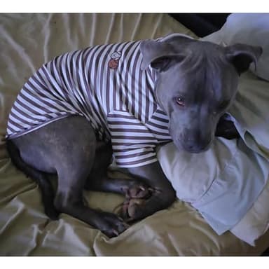 Turtleneck Dog Shirt Cute Doggie Embroidery Super Soft Dog Sweatshirt Stretchy Striped Puppy Pullover for Cats Small Medium Large Dogs (XXXX-Large, Brown Striped) - Image 6