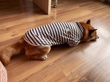 Turtleneck Dog Shirt Cute Doggie Embroidery Super Soft Dog Sweatshirt Stretchy Striped Puppy Pullover for Cats Small Medium Large Dogs (XXXX-Large, Brown Striped) - Image 2