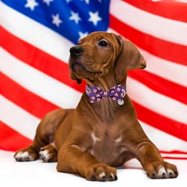 DOGWONG American Flag Dog Collars with Detachable Bow - 4th of July Adjustable Cotton Dog Collar - Perfect Independence Day Dog Collar for Small Medium Large Dogs - Image 4