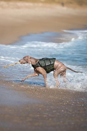 NOAH & PAW Dog Life Jacket, Human Standards Lifejacket Design, Dog Life Vest for Swimming and Boating, 3X Foam Support for Max Floating, Breathable Mesh, Salvavidas para Perros, Size XL - Image 9