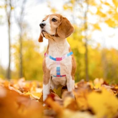 PUPTECK No Pull Dog Harness Soft Adjustable Basic Nylon Step in Puppy Vest Outdoor Walking with ID Tag, Striped Pink, M - Image 6