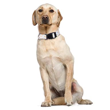 2 Pack Dog Collar Floral Adjustable Nylon Pet Collars for Small Medium Large Dogs Puppy - Image 6