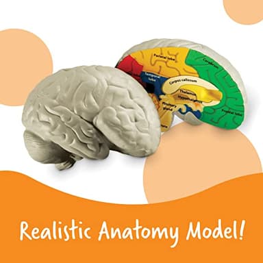 Learning Resources Cross-section Brain Model - 2 Pieces, Ages 7+ Brain Anatomy Model, Brain Functions Model, Human Anatomy for Kids, Foam Brain Model,Back to School Supplies - Image 3