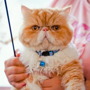 12 Pack Reflective-Breakaway Cat Collars with Bells,Safety Buckle Kitten Collar, with Name Tag, Adjustable,Ideal for Girl Cats Male Cats,Pet Supplies,Stuff,Accessories(12 Colors & 2 ID Tags) - Image 8