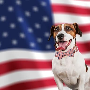Bobo Rainbow Independence Day Dog Collar, Patriotic Pet Collar American Flag Collar Holiday Pet Collars Girl or Boy Adjustable Collar for Small Medium Large Dogs - Image 5