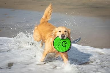 Hyper Pet Flippy Flopper 9" Flying Disc Soft Dog Toy, Floats in Water & Safe on Teeth, for All Breeds, Pack of 5 (Colors May Vary) - Image 4