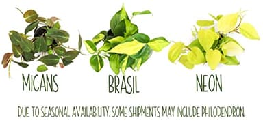 Live Pothos Plants (4PK) Indoor Plants Live Houseplants, Pothos Live Plant House Plants, Money Plant Indoor Pothos Plant Decor, Devils Ivy Trailing Plants Live by Plants for Pets,Black - Image 8