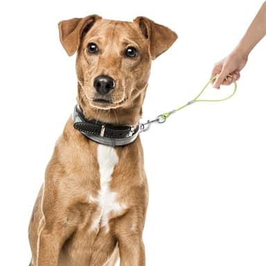 Mi Metty Short Dog Leash - Heavy Duty-12”/24”Short Chew Proof Dog Lead for Training Control- Training Pet Leashes for Teething Puppies Small Medium and Large Dogs - Image 3