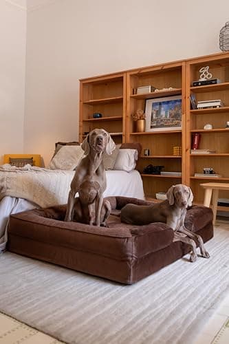 NOAH & PAW Giant Dog Bed XXL, 55x45x11 Inch, Orthopedic Dog Beds, Eggshell Memory Foam Infused with Cooling Gel, Inner Cover, Waterproof, Machine Washable (Velvet Sofa Collection) - Image 3