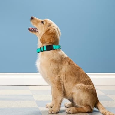 PWOD Reflective Dog Collar, Adjustable Soft Neoprene Padded Nylon Pet Collars with Buckle for Medium Dogs, Teal,M - Image 2