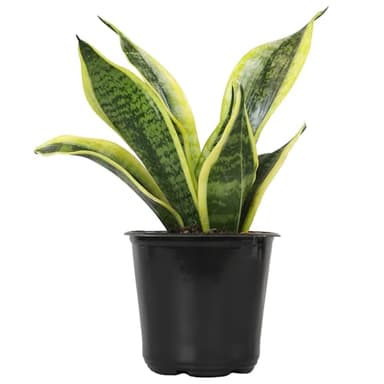 Altman Plants, Live Snake Plant, Sansevieria trifasciata Superba, Fully Rooted Indoor House Plant in Pot, Mother in Law Tongue Sansevieria Plant, Potted Succulent Plant, Houseplant in Potting Soil - Image 1