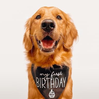 My First Birthday Dog Bandana (Black OS 389) - Image 2
