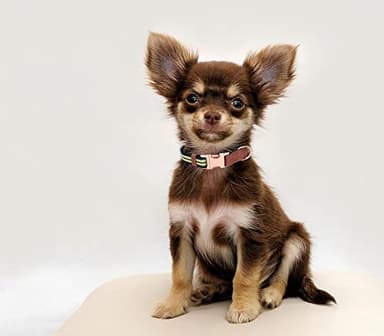 Dog Collar Reflective, Multi-Colored Stripe Dog Collar, Soft Adjustable Dog Collars with Metal Buckle for Small Medium Large Dogs, Perfect Pet Collar Gift (Black,L) - Image 3