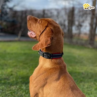 ADITYNA Dog Collars for Small Dogs - Padded Ultra Comfortable Soft Neoprene, Reflective, Heavy Duty - Black Small Collar - Image 4