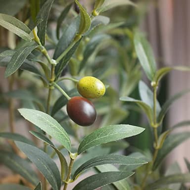 Bellacat Faux Olive Tree 7ft，Olive Trees Artificial Indoor with Natural Wood Trunk and Realistic Leaves and Fruits. 7 Feet(84in) Fake Olive Tree for Home House Office Décor. - Image 2
