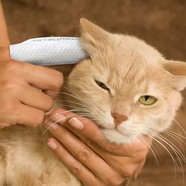 Paw Science Dog Ear Cleaner Wipes – Finger Wipes for Dogs & Cats – Cleaning, Soothing, & Deodorizing Itchy Ears – Pet Ear Relief Solution (Coconut) - Image 9