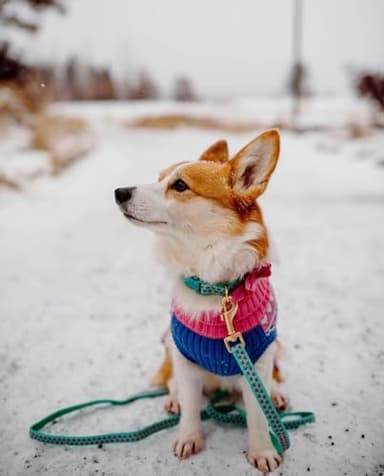 Blueberry Pet Valentine's Day Dog Leash, Velvety Soft-Touch Heart Flocking Lead for Small Dogs, Minty Green, 5 ft x 5/8" - Image 7