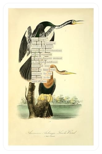 An Almanac of Birds: 100 Divinations for Uncertain Days - Image 14