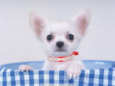 Bling Dog Collars for Small Dogs, Rhinestone Pet Collars, Pink Diamond Puppy Collar for XXS XS Small Medium Large Female Dogs Girl Cats,Blue L - Image 5