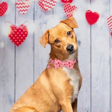 PTDECOR Valentine Dog Collar with Bowtie Adjustable Pink Love Heart Pet Collars Valentine Collars for Medium Dogs Pets (Medium) - Image 3