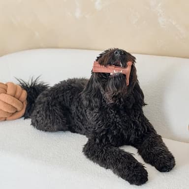 SPOT Bam-Bones Plus T Bone - Bamboo Fiber & Nylon Dog Chew Toy for Moderate to Aggressive Chewers, Non-Splintering, Long-Lasting, 7in Beef Flavor, for Adult Dogs & Teething Puppies Under 90lbs - Image 12