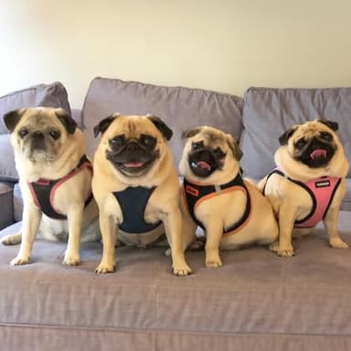 Best Pet Supplies - All Weather Mesh / Plush, Reflective, No Pull Harness for Small, Medium Dogs, Cats - Secure with Hook & Loop Fastener, Buckle, Double D-Rings - Blue/Black Trim, L - Image 7