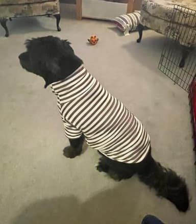 Turtleneck Dog Shirt Cute Doggie Embroidery Super Soft Dog Sweatshirt Stretchy Striped Puppy Pullover for Cats Small Medium Large Dogs (XXXX-Large, Brown Striped) - Image 4