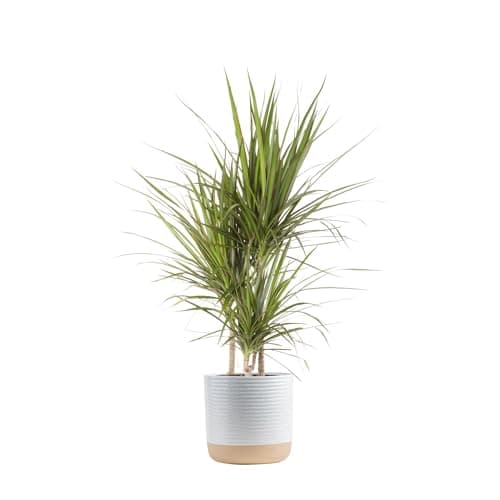 Costa Farms Dracaena Marginata Magenta Madagascar Dragon Tree, Live Indoor Plant, Easy to Grow Houseplant Potted in Decor Planter Pot, Living Room Home and Office Decor, 3-4 Feet Tall - Image 1