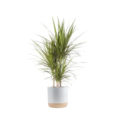 Costa Farms Dracaena Marginata Magenta Madagascar Dragon Tree, Live Indoor Plant, Easy to Grow Houseplant Potted in Decor Planter Pot, Living Room Home and Office Decor, 3-4 Feet Tall - Image 1