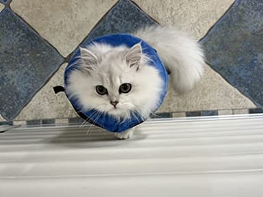 Comfortable & Adjustable Inflatable Pet Collar - Alternative to Cone Shaped Collars - Great for Post-Surgery or Injury Recovery - Durable & Non-Toxic Material -Safe and Protective - (Medium 9-12 in.) - Image 8