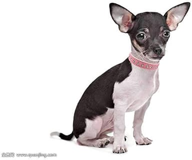 Dog Collar Crystal Bling Rhinestone pu Leather Puppy Cat Collars Necklace Neck Strap (Pink, S) - Image 2