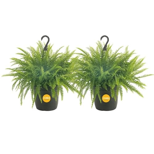 Costa Farms Ferns (2 Pack), Live Premium Boston Fern Plants in Hanging Basket Planters, Houseplants Potted in Soil Potting Mix, Outdoor Garden Gift, Beautiful Home Patio Décor, 16-Inches Tall - Image 1
