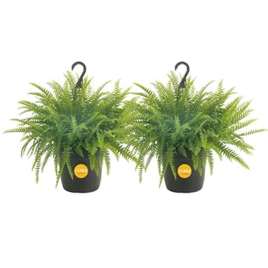 Costa Farms Ferns (2 Pack), Live Premium Boston Fern Plants in Hanging Basket Planters, Houseplants Potted in Soil Potting Mix, Outdoor Garden Gift, Beautiful Home Patio Décor, 16-Inches Tall - Image 1