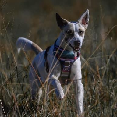 Embark Adventure Dog Harness, Reflective Trim No Pull Harness for Medium Sized Dog - Military Grade Nylon, Front Clip with Gel Lined Handle. Soft & Padded Puppy - Image 8