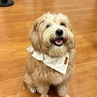 Duggyta Easy-Tie Triangle Dog Bandana with Unique Design, Raspberry/Red Bow Pattern, Premium Soft Cotton Adjustable for Small Dogs, Available for All Seasons Style Pet Accessories - Image 4