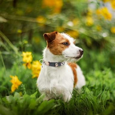 PUPTECK Adjustable Pet Harness Collar &Leash Set Step in for Small Dogs Puppy &Cats Outdoor Training &Running, Soft Mesh Padded Reflective Vest Harness,M: Chest girth: 16-18in Collar: 11.8-15.7in - Image 7