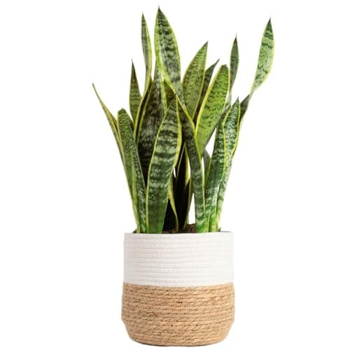 Costa Farms Live Snake Plant, Sansevieria, Easy Care House Plant in Modern Decor Pot, Houseplant in Potting Soil Mix, Succulent Plant Gift for Housewarming, Office and Home Decor, 2-3 Feet Tall - Image 1