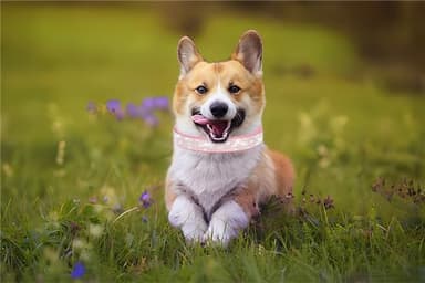 Teal Rhinestone Dog Collar,Cute Rhinestone Dazzling Sparkling Pretty Bling Crystal Diamond Pet Puppy Collars for XXS XS Small Medium Large Dogs Girls Cats,XS - Image 3