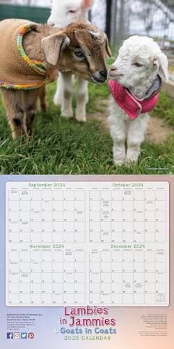 2025 Wall Calendar: Lambies in Jammies & Goats In Coats, 12" x 12" - Image 3