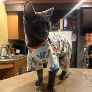 Dino Puppy Pajamas Dog Jumpsuit Dog Clothes, Cotton Pet Pajamas for Small Dogs Cats Kitten Soft Material Small Dogs Dog Onesie Dog Sweater Puppy Pjs Chihuahua Yorkie Onesie (Dino Pajamas, Medium) - Image 2