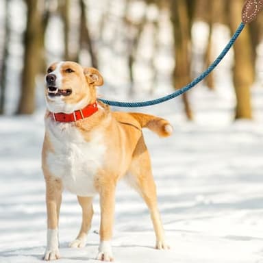 Mile High Life Rope Leash with Genuine Leather Connection, 6 FT/5 FT/4 FT, Heavy Duty Leash for Medium & Large Dogs (Turquoise Green, 48 Inch) - Image 3