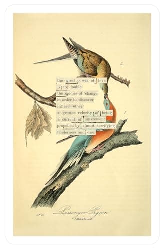 An Almanac of Birds: 100 Divinations for Uncertain Days - Image 9