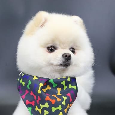 Dog Bandana Collars with D-Ring Removable,Pet Bandana Scarf with Quickly Release Buckle Adjustable for Cats Puppy Kittens Small Dogs_Colorful Bone - Image 3