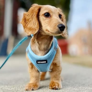 Best Pet Supplies Voyager Step-in Air Harness - All Weather Mesh, Reflective, No Pull Harness for Dogs, Cats - Secure with Hook & Loop Fastener, Buckle, Double D-Rings - Baby Blue, S - Image 7