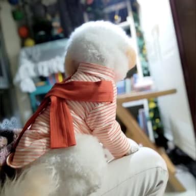 Soft Puppy Stripe Dog Shirts Pet Apparel Cat Tee Dog Sweatshirt Pet Breton Top Pet Clothes for Small Dogs (Orange Red, X-Small) - Image 7